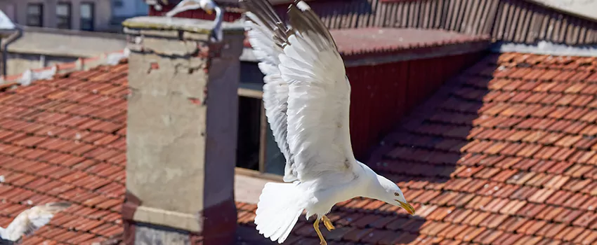 Residential Chimney Animal Removal Solution in West Palm Beach, FL